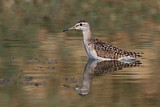 Image. Wood Sandpiper