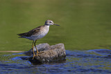 Image. Wood Sandpiper