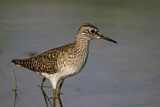 Image. Wood Sandpiper