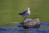 Image. Wood Sandpiper