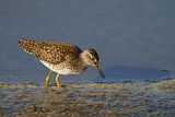 Image. Wood Sandpiper