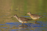 Image. Wood Sandpiper