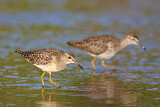 Image. Wood Sandpiper
