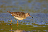 Image. Wood Sandpiper
