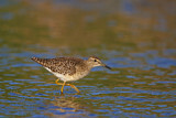 Image. Wood Sandpiper