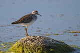 Image. Wood Sandpiper