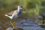 Image. Wood Sandpiper