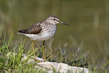 Image. Wood Sandpiper