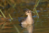 Image. Wood Sandpiper