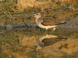 Image. Wood Sandpiper
