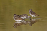 Image. Wood Sandpiper
