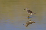 Image. Wood Sandpiper