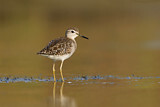 Image. Wood Sandpiper