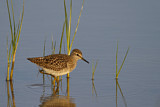 Image. Wood Sandpiper
