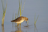 Image. Wood Sandpiper