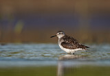 Image. Wood Sandpiper