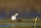 Image. Wood Sandpiper