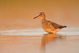Image. Wood Sandpiper