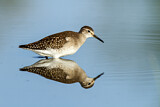 Image. Wood Sandpiper