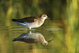 Image. Wood Sandpiper