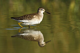 Image. Wood Sandpiper