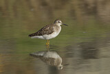 Image. Wood Sandpiper
