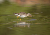 Image. Wood Sandpiper