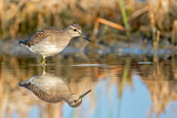 Image. Wood Sandpiper