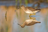 Image. Wood Sandpiper