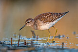 Image. Wood Sandpiper