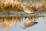 Image. Wood Sandpiper