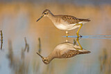 Image. Wood Sandpiper