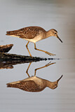 Image. Wood Sandpiper