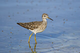 Image. Wood Sandpiper