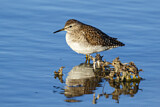 Image. Wood Sandpiper