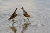Image. Wood Sandpiper