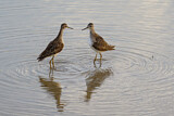 Image. Wood Sandpiper
