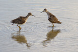 Image. Wood Sandpiper