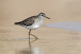 Image. Wood Sandpiper