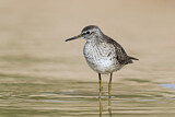 Image. Wood Sandpiper