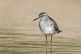Image. Wood Sandpiper