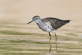 Image. Wood Sandpiper