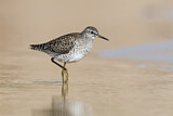 Image. Wood Sandpiper