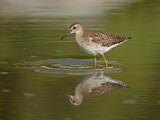 Image. Wood Sandpiper
