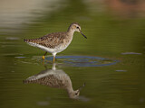 Image. Wood Sandpiper