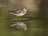 Image. Wood Sandpiper