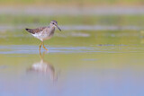 Image. Wood Sandpiper