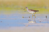 Image. Wood Sandpiper