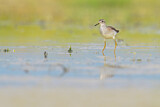 Image. Wood Sandpiper