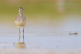 Image. Wood Sandpiper